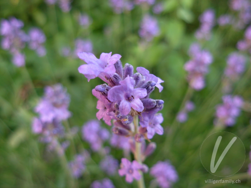 Echter Lavendel: Übersicht